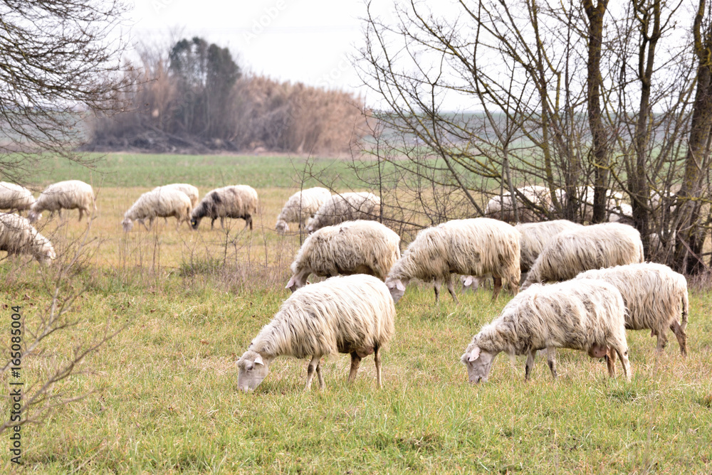 sheeps in the same direction burning toghether