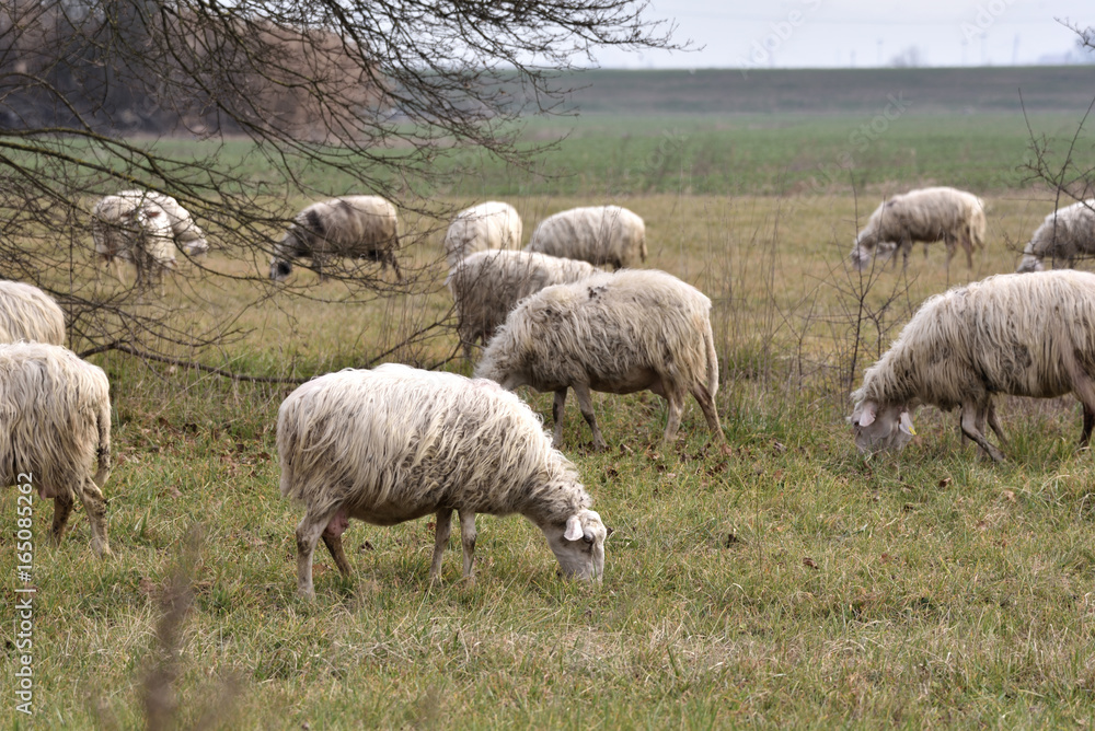 sheeps in random positions