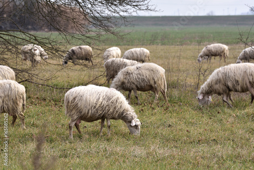 sheeps in random positions