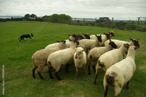 Sheep dog working in the sheepfarm photo