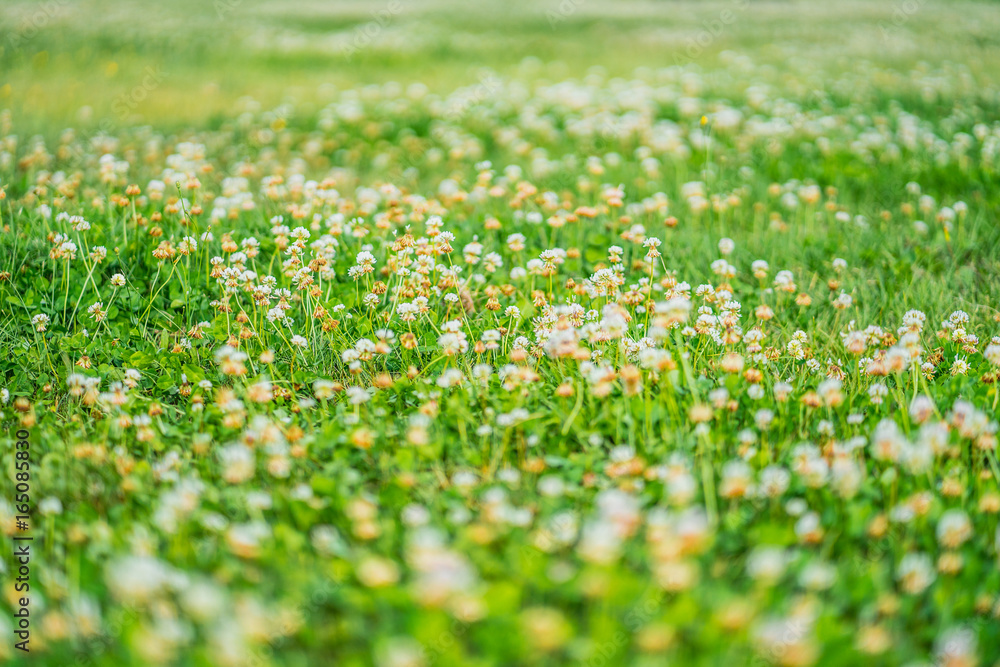 Beautiful Flowers Grass Field