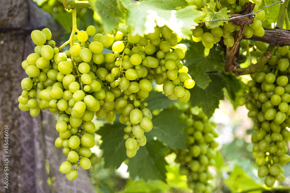 Young and juicy white grapes from a vineyard on a sunny day Young and juicy white grapes from a vineyard on a sunny day