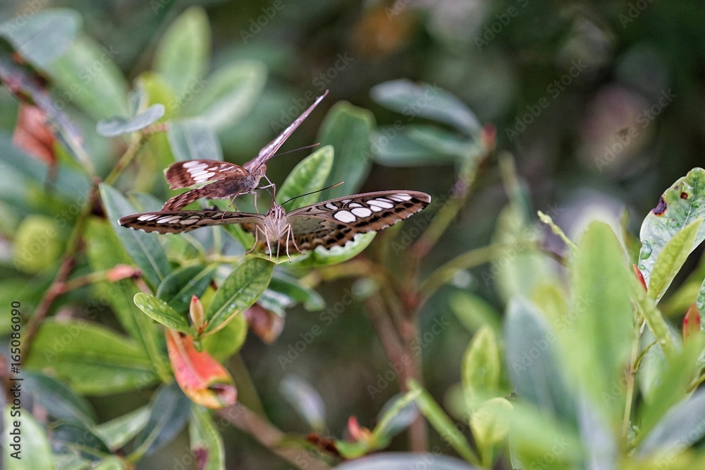Butterflies are poultry, eating pollen from food pollen. Butterflies are poultry, eating pollen from food pollen.
