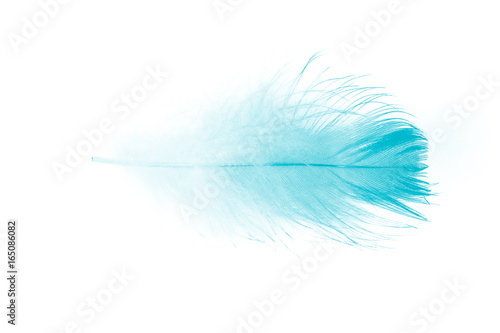 feather color green turquoise on white background