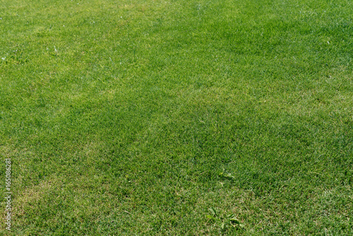 Fresh green lawn close up with free space. Natural green grass background. Green lawn pattern textured background