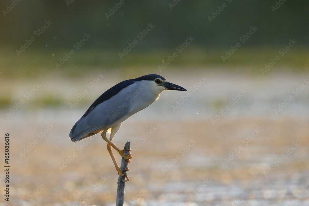 Black-crowned night-heron, Nycticorax nycticorax Black-crowned night-heron, Nycticorax nycticorax