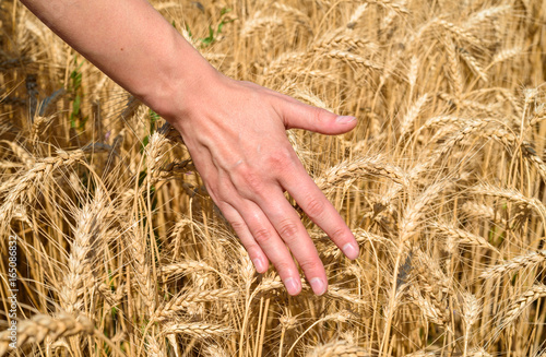 Girl s hand touching ripe wheat in field on summer day outdoors  closeup. Agriculture  agronomy and farming background  free space. Harvest concept