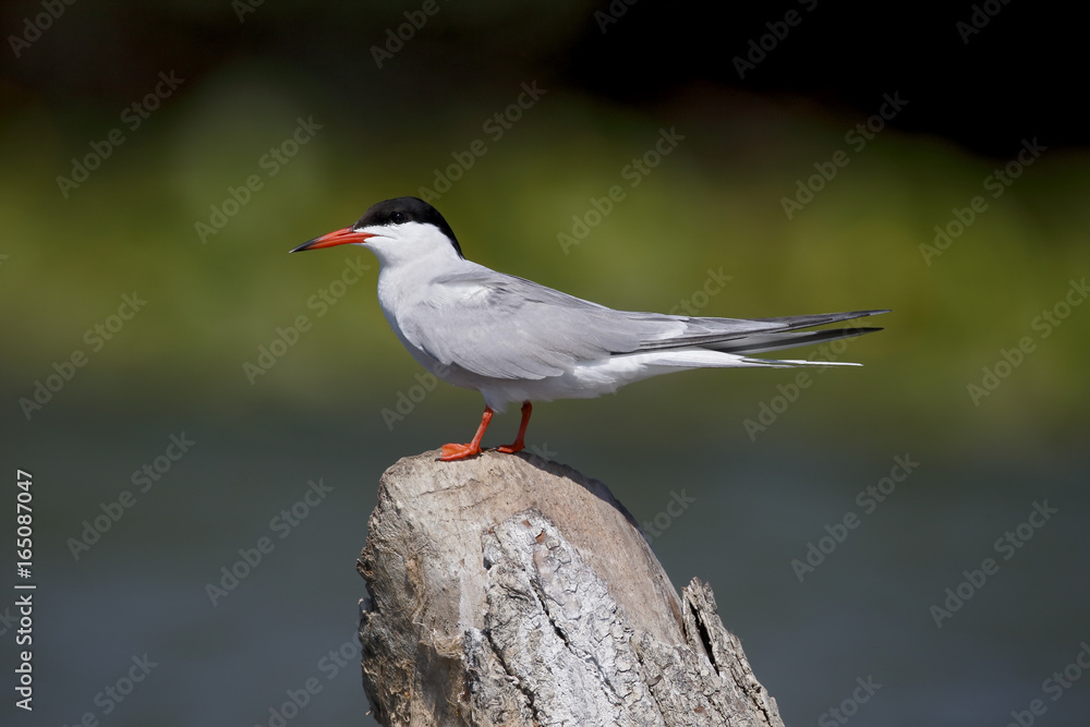 Fototapeta premium Common tern, Sterna hirundo
