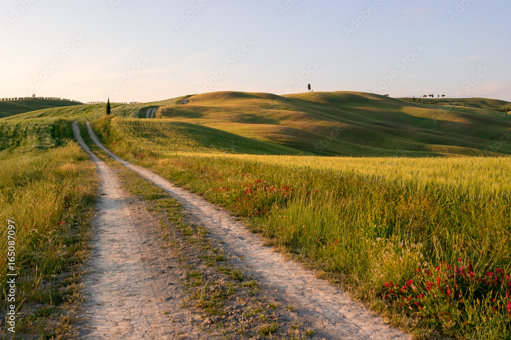 Naklejka premium Beautiful Tuscany landscape