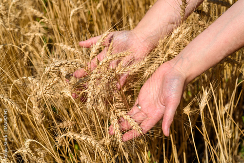 Girl's hand touching ripe wheat in field on summer day outdoors, closeup. Agriculture, agronomy and farming background, free space. Harvest concept