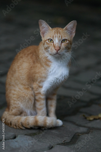 Fototapeta Naklejka Na Ścianę i Meble -  Brown cat with brown eyes staring.