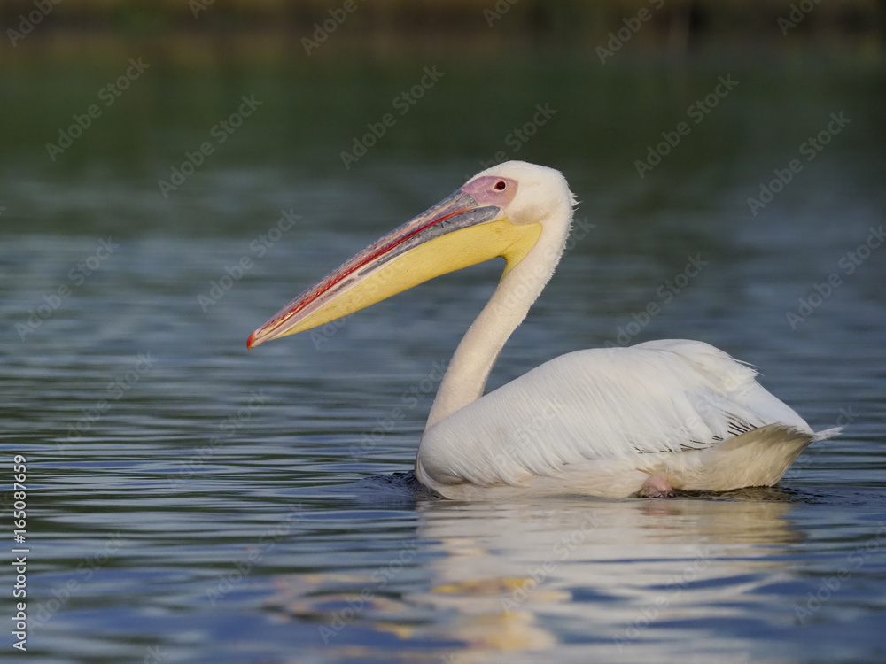 Great white-pelican, Pelecanus onocrotalus Great white-pelican, Pelecanus onocrotalus