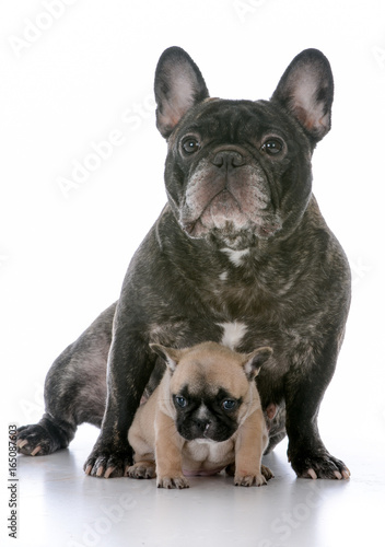 mother and daughter french bulldogs © Willee Cole