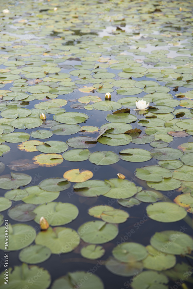 Water Lilies/Lily Pads Water Lilies/Lily Pads
