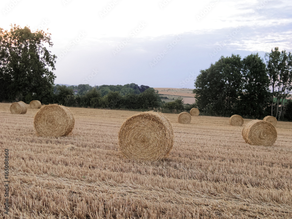 La moisson est terminée, les rouleaux de paille s'étalent dans les champs du Ternous dans le Pas-de-Calais, france