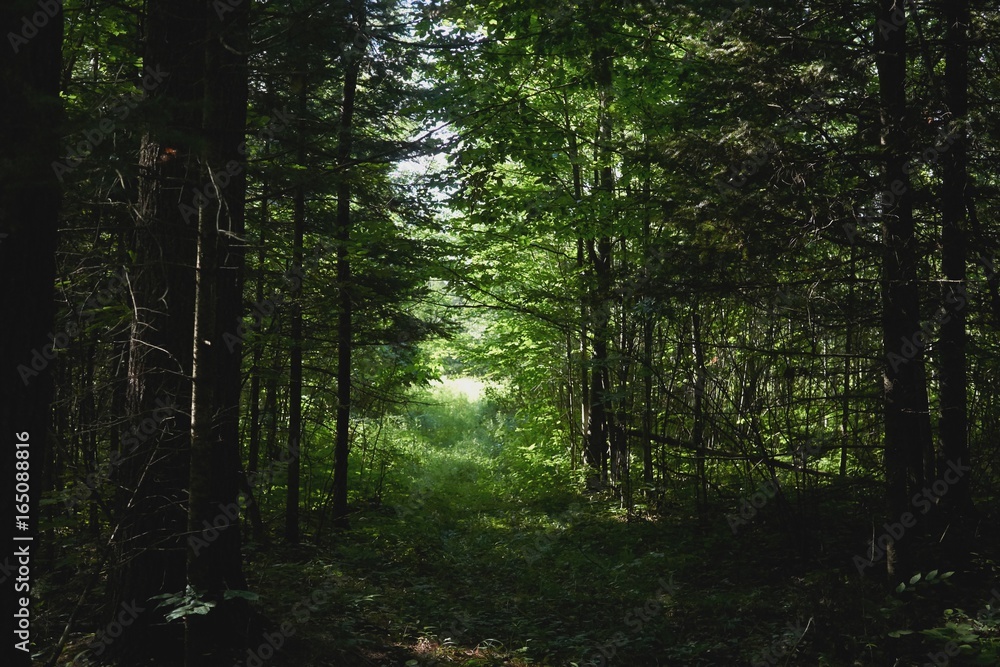 Nature Nature