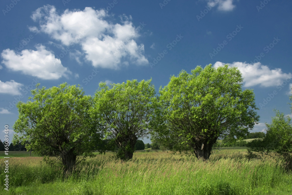 Three willows standing calmly on the lap with the blue sky - silence and rest from civilization