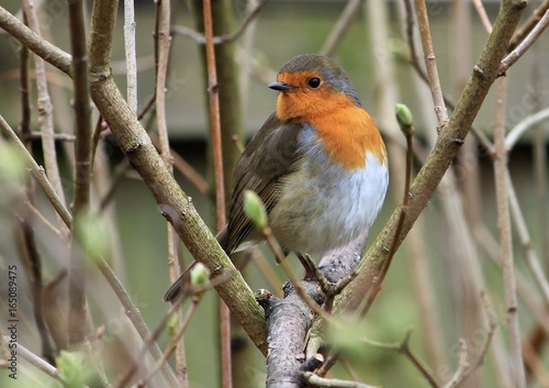 robin on branch © les