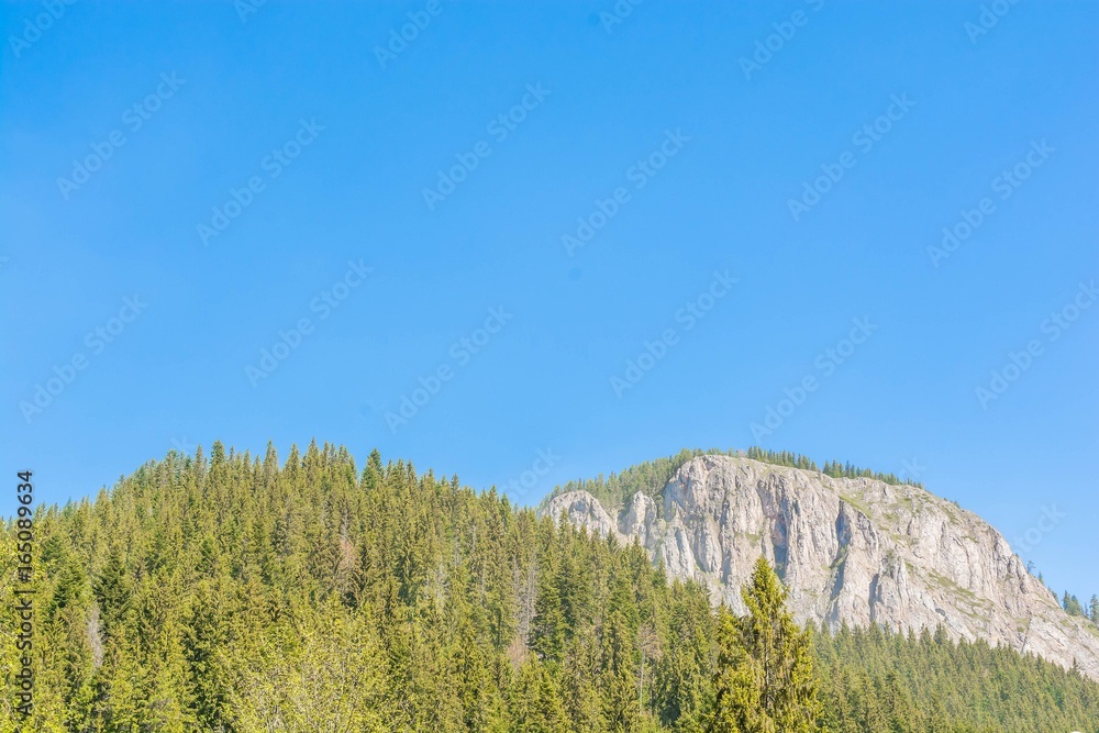 Pine trees on mountain rocks in Cheile Bicaz, Transylvania, Romania