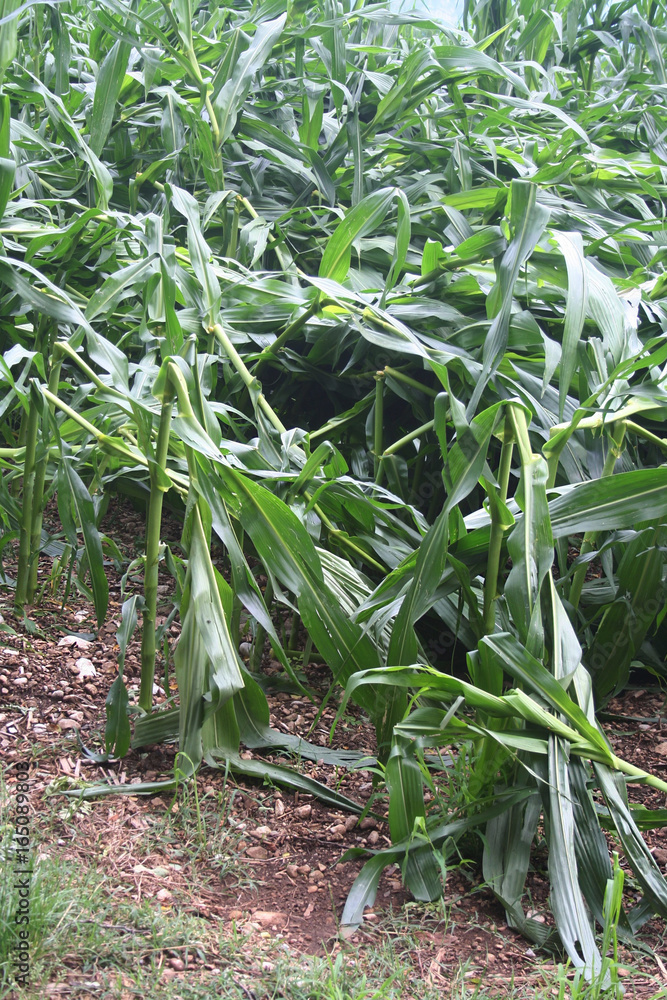 Campo di mais o granoturco danneggiato dalla grandine e dal vento Campo di mais o granoturco danneggiato dalla grandine e dal vento