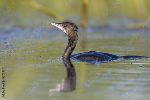 Pygmy cormorant, Phalacrocorax pygmeus photo