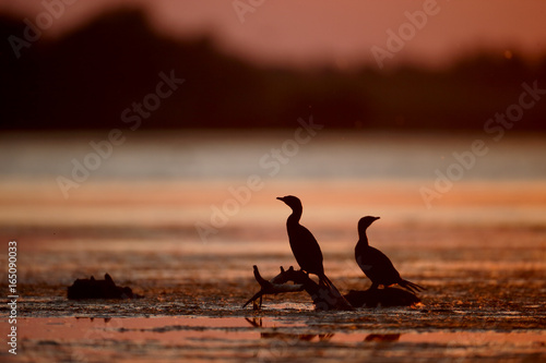 Pygmy cormorant, Phalacrocorax pygmeus photo