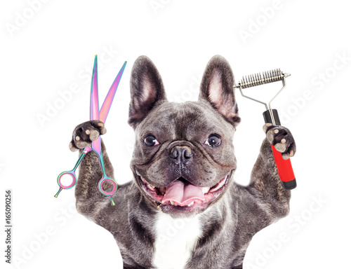 Dog hairdresser photo