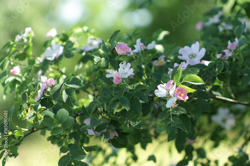 Obraz na płótnie Naturally growing wild rose bush with delicate pink flowers w salonie