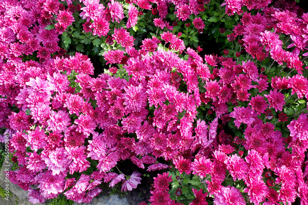 Pink flower in the garden Pink flower in the garden