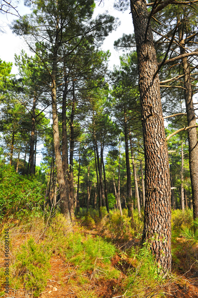 Fototapeta premium Pinares en el Parque Natural del Valle de Alcudia y Sierra Madrona, provincia de Ciudad Real, España