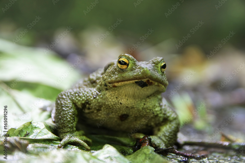 Portrait of a very nice (and photogenic) Green Toad (Bufotes viridis) Portrait of a very nice (and photogenic) Green Toad (Bufotes viridis)