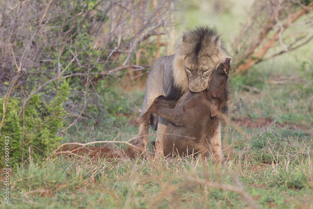 Old hungry male lion rests after killing warthog to eat Old hungry male lion rests after killing warthog to eat
