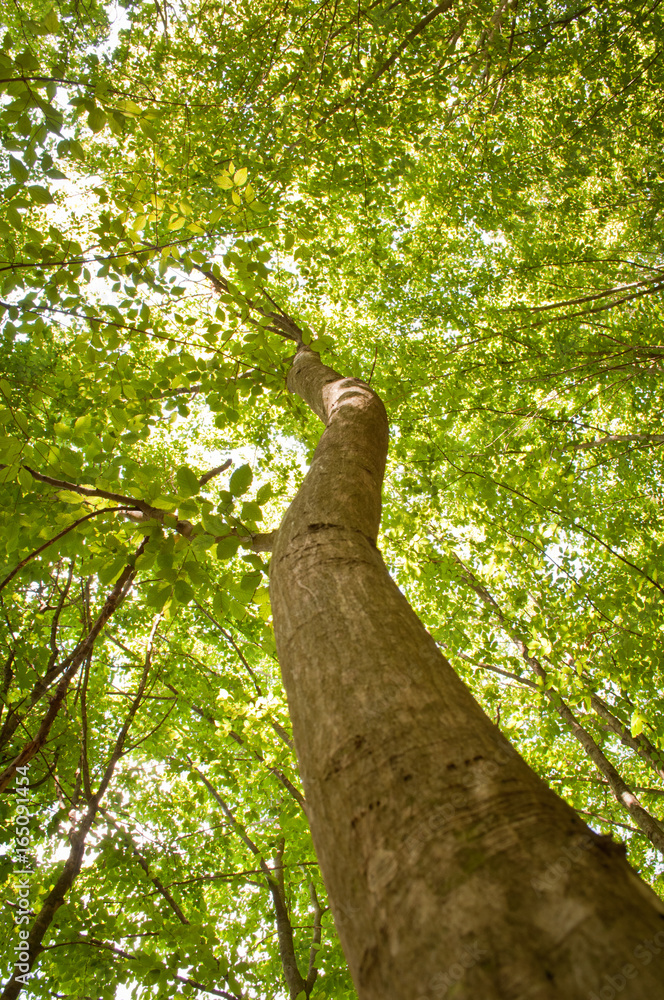 Fototapeta premium Tree in green forest
