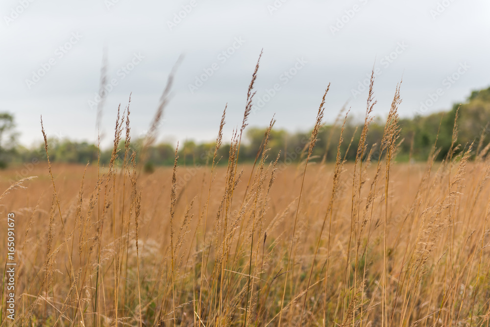 Obraz premium Wild grass field