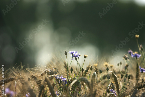 Obraz na płótnie Corn and cornflower w salonie