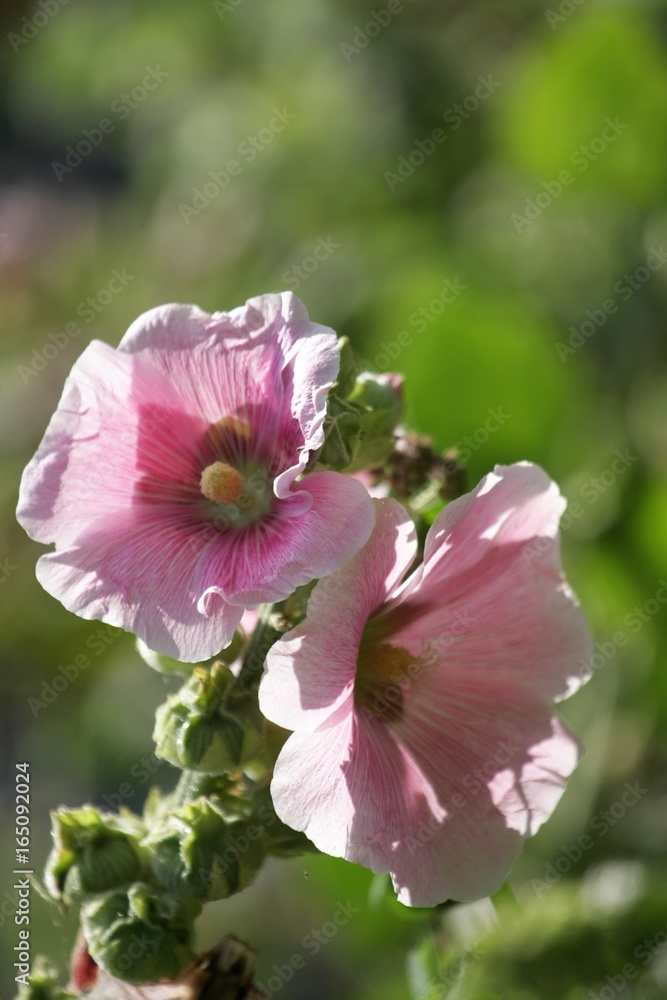 Pink, large hollyhock mallow flowers presenting themselves superbly in the middle of summer Pink, large hollyhock mallow flowers presenting themselves superbly in the middle of summer
