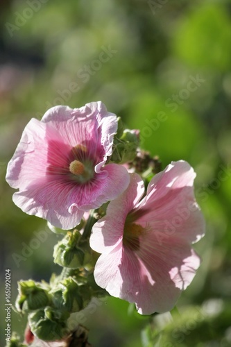 Pink, large hollyhock mallow flowers presenting themselves superbly in the middle of summer