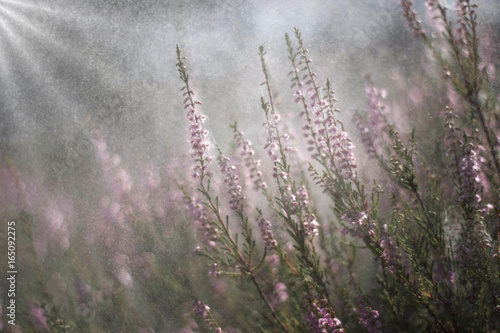 Heather and morning rain © Pawel Horazy