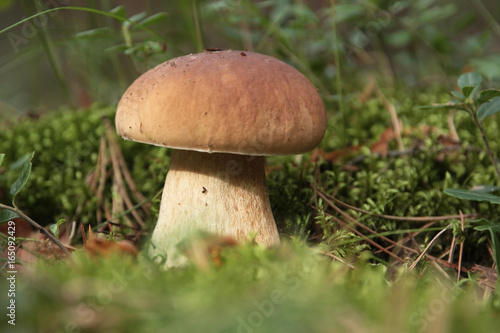 Mushroom boletus