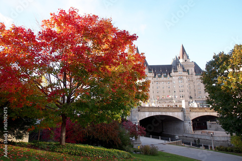 Maple tree in the park