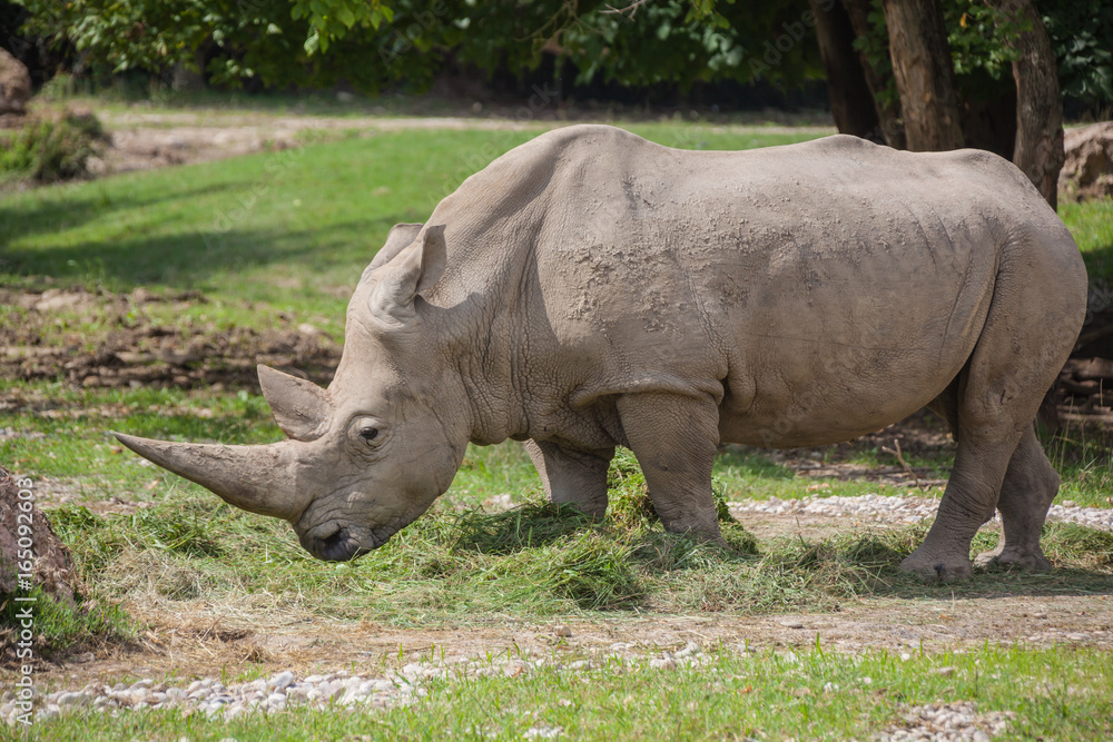 Large white rhino (rhinoceros) grazing in safari park close-up, Italy Large white rhino (rhinoceros) grazing in safari park close-up, Italy
