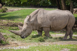 Large white rhino (rhinoceros) grazing in safari park close-up, Italy