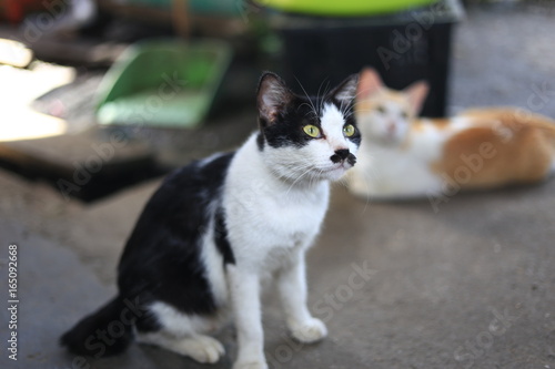 Selective focus. A female cat with unique mustache on red table with blurred background