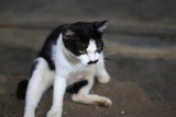 Selective focus. A female cat with unique mustache on red table with blurred background