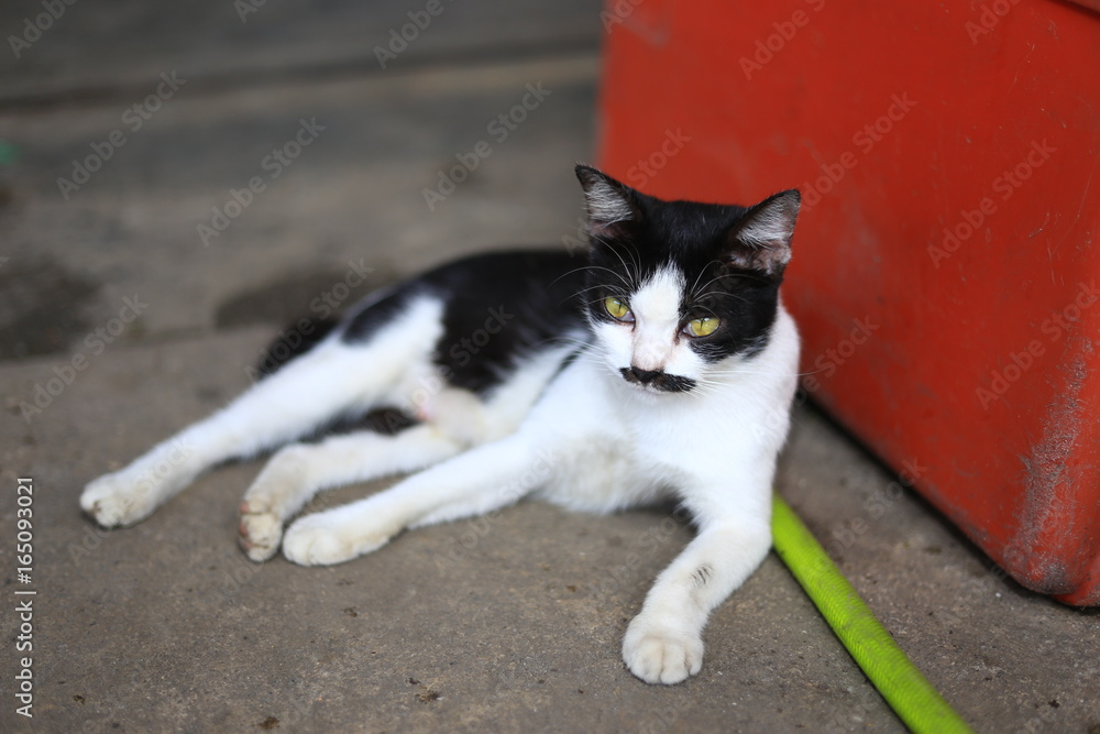 Selective focus. A female cat with unique mustache on red table with blurred background
