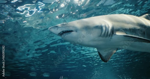 Incredible shot of a passing shark