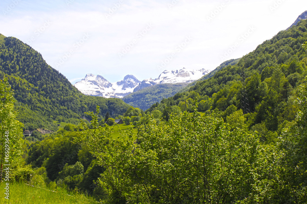 Fototapeta premium landscape of the mountains with trees and snowed mountains behind