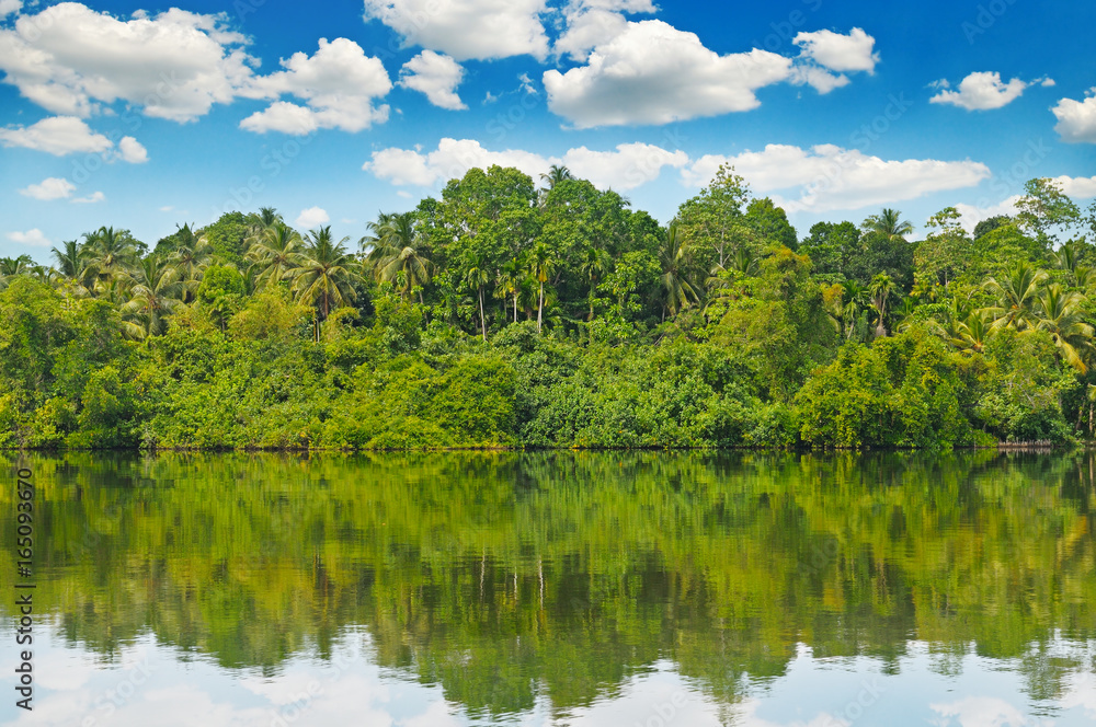 Tropical palm forest on river bank Tropical palm forest on river bank