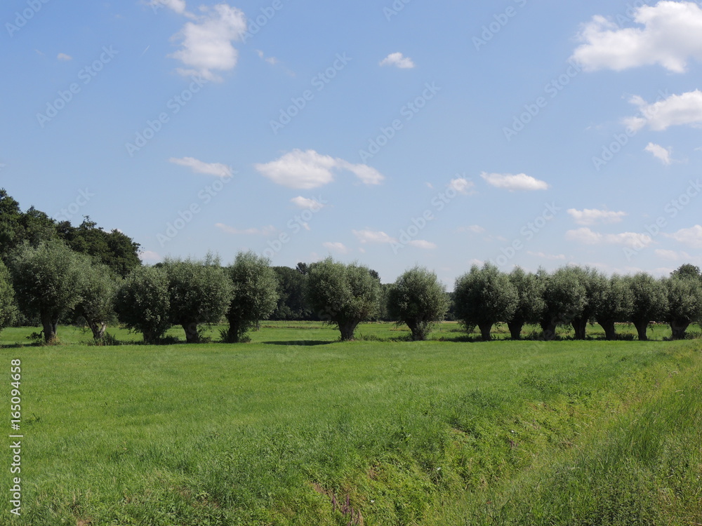 Kopfweiden am linken Niederrhein bei Vorst Kopfweiden am linken Niederrhein bei Vorst