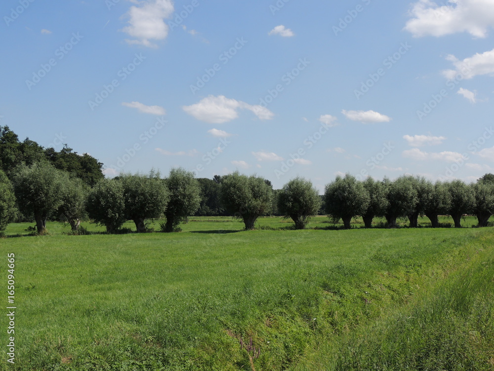 Kopfweiden am linken Niederrhein bei Vorst Kopfweiden am linken Niederrhein bei Vorst